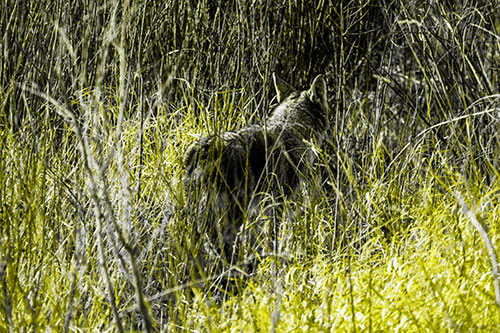 Sneaking Coyote Hunting Through Trees (Yellow Tone Photo)