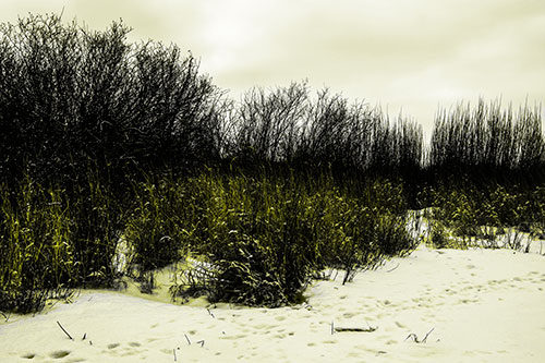 Snow Covered Tall Grass Surrounding Trees (Yellow Tone Photo)