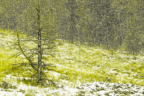 Snow Covers Dead Christmas Tree (Yellow Tone Photo)