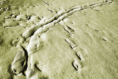 Snow Drifts Cover Footprint Trails (Yellow Tone Photo)