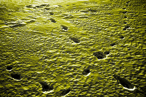 Snow Footprint Trails Crossing Paths (Yellow Tone Photo)