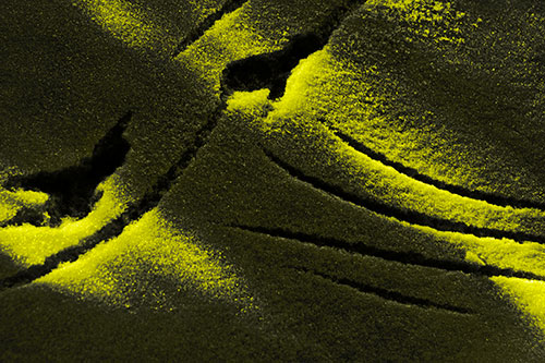 Snowy Bird Footprint Claw Marks (Yellow Tone Photo)