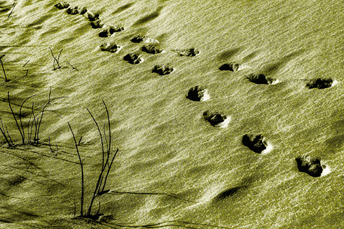 Snowy Footprints Along Dead Branches (Yellow Tone Photo)