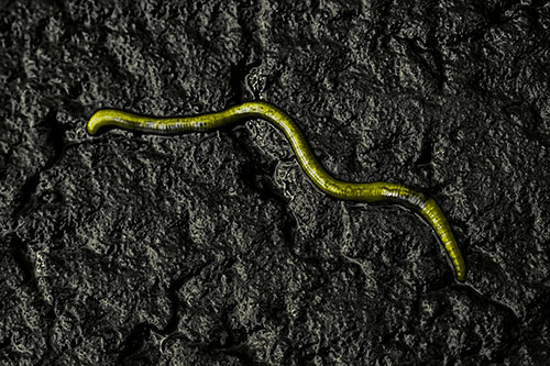 Soaked Earthworm Wiggles Across Wet Pavement (Yellow Tone)