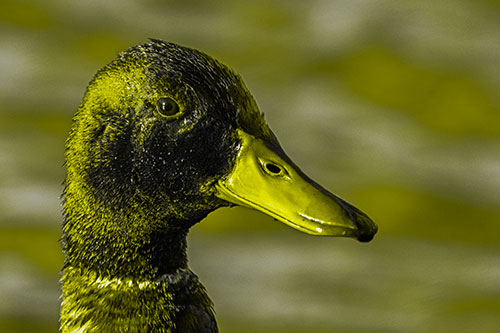 Soaked Male Mallard Duck Watching Among Lake (Yellow Tone)