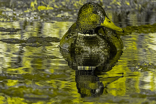 Soaked Mallard Duck Casts Pond Water Reflection (Yellow Tone Photo)