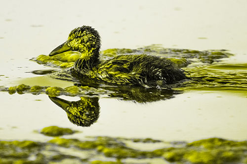 Soaked Mallard Duckling Swimming Past Algae (Yellow Tone)
