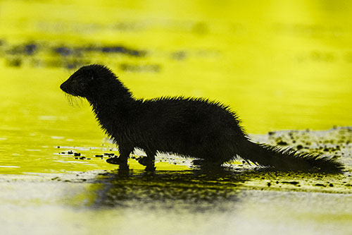 Soaked Mink Contemplates Swimming Across River (Yellow Tone Photo)