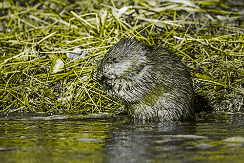 Soaked Muskrat Nibbles Grass Along River Shore (Yellow Tone)