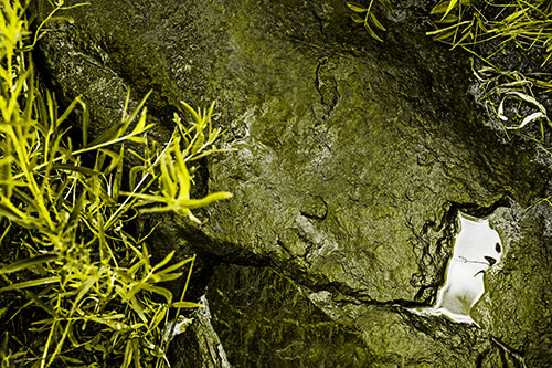 Soaked Puddle Mouthed Rock Face Among Plants (Yellow Tone Photo)