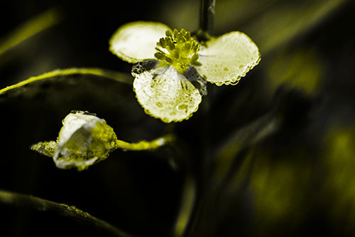 Soaking Wet Frogbit Flower Dew (Yellow Tone Photo)
