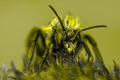 Soaking Wet Honey Bee Standing Atop Blanket Flower (Yellow Tone)