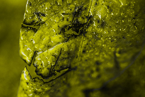 Soaking Wet Smiling Decayed Leaf Face (Yellow Tone Photo)