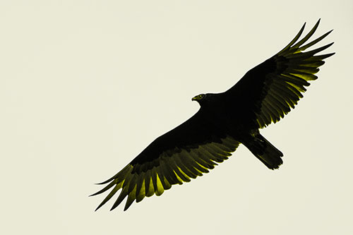 Soaring Turkey Vulture Flying Among Sky (Yellow Tone Photo)