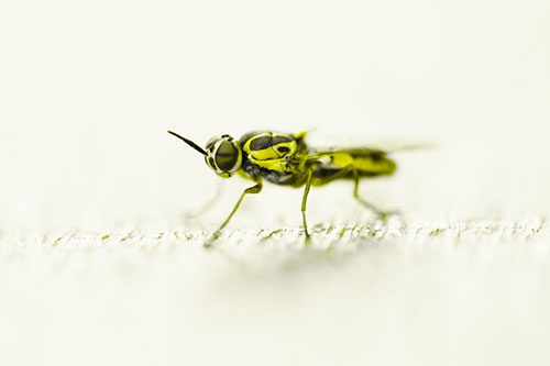 Soldier Fly Standing Still Among Light (Yellow Tone)