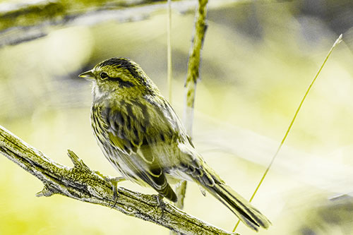 Song Sparrow Overlooking Water Pond (Yellow Tone Photo)