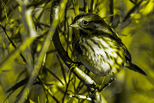 Song Sparrow Perched Along Curvy Tree Branch (Yellow Tone Photo)
