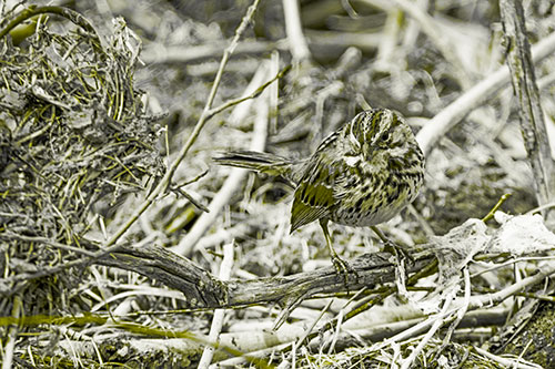 Song Sparrow Standing Atop Broken Branch (Yellow Tone Photo)