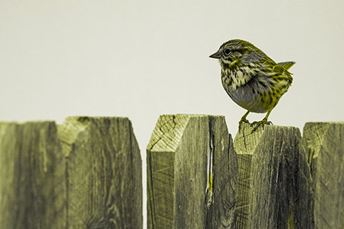 Song Sparrow Standing Atop Wooden Fence (Yellow Tone Photo)