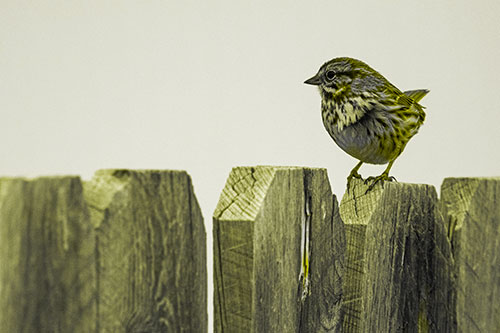 Song Sparrow Standing Atop Wooden Fence (Yellow Tone)