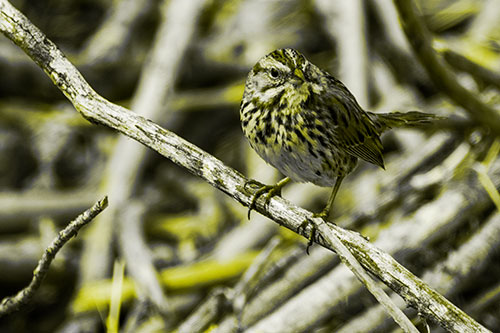 Song Sparrow Surfing Broken Tree Branch (Yellow Tone Photo)