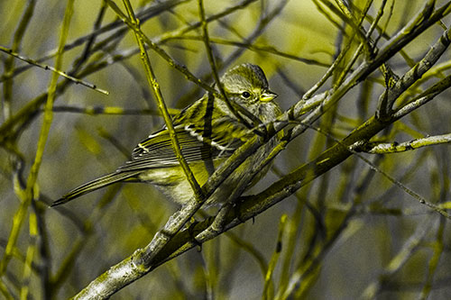 Song Sparrow Watches Sunrise Among Tree Branches (Yellow Tone Photo)