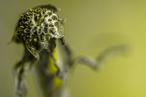 Spiky Headed Gumplant Figure Pointing The Way (Yellow Tone)