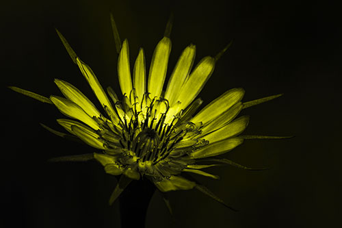 Spiky Salsify Flower Gathering Sunshine (Yellow Tone Photo)