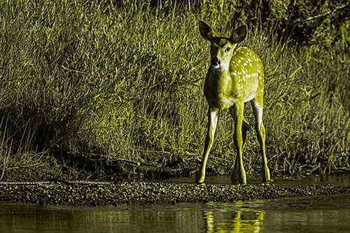 Spotted White Tailed Deer Standing Along River Shoreline (Yellow Tone)