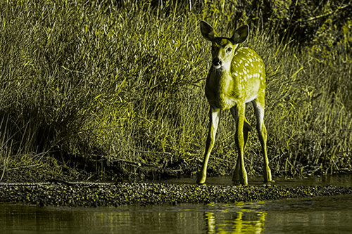 Spotted White Tailed Deer Standing Along River Shoreline (Yellow Tone Photo)