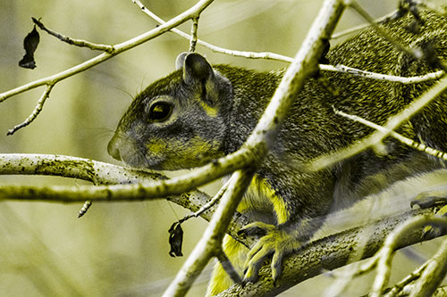 Squirrel Climbing Down From Tree Branches (Yellow Tone Photo)