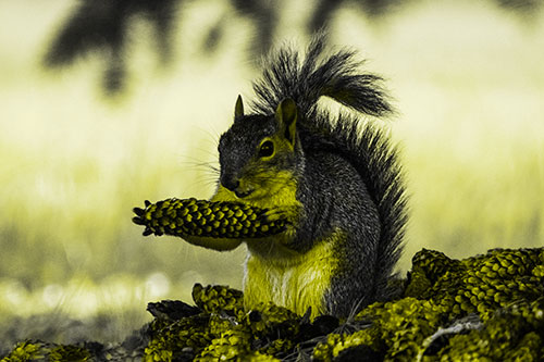 Squirrel Eating Pine Cones (Yellow Tone Photo)