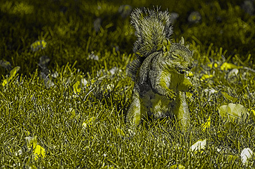 Squirrel Enjoying Breakfast Among Fallen Autumn Leaves (Yellow Tone)