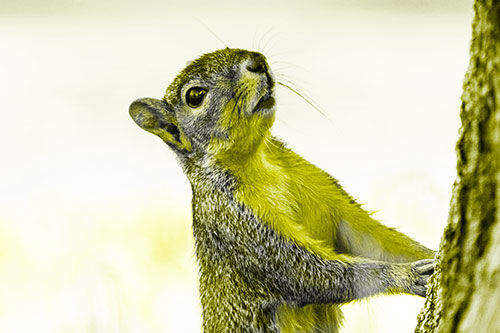 Squirrel Glances Up Tree Trunk (Yellow Tone)