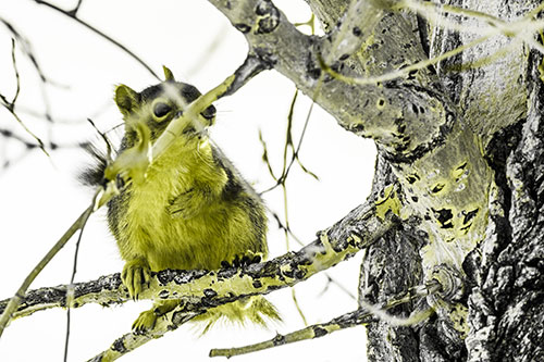 Squirrel Grabbing Chest Atop Two Tree Branches (Yellow Tone Photo)