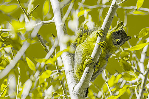 Squirrel Gripping Ahold Of Tree Branch (Yellow Tone)