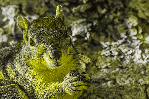 Squirrel Holding Food Atop Tree Branch (Yellow Tone)