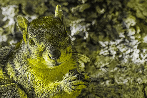 Squirrel Holding Food Atop Tree Branch (Yellow Tone Photo)