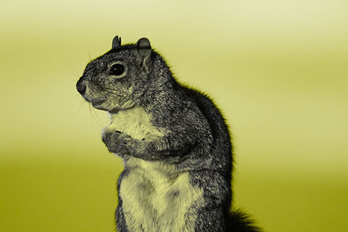 Squirrel Holding Food Tightly Amongst Chest (Yellow Tone Photo)