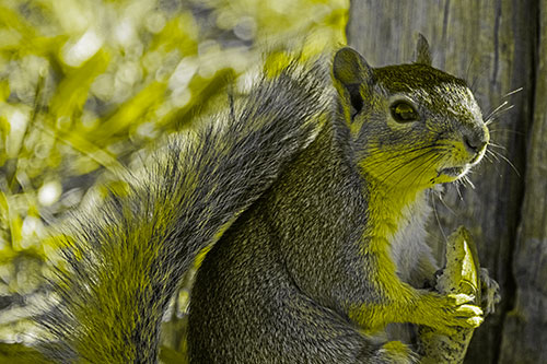 Squirrel Holding Watermelon Slice Glancing Sideways (Yellow Tone)
