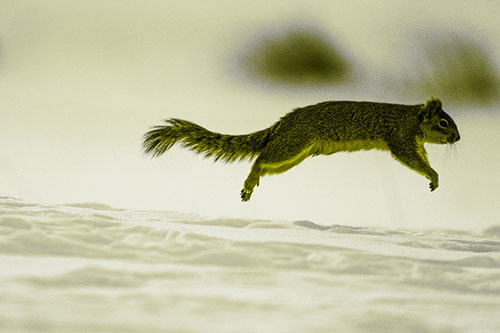 Squirrel Leap Flying Across Snow (Yellow Tone Photo)
