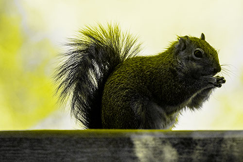 Squirrel Nibbles Breakfast Atop Concrete Skatepark (Yellow Tone)