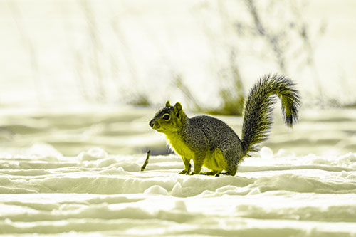 Squirrel Observing Snowy Terrain (Yellow Tone Photo)