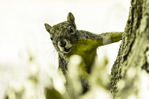 Squirrel Peeks Around Tree Base (Yellow Tone Photo)