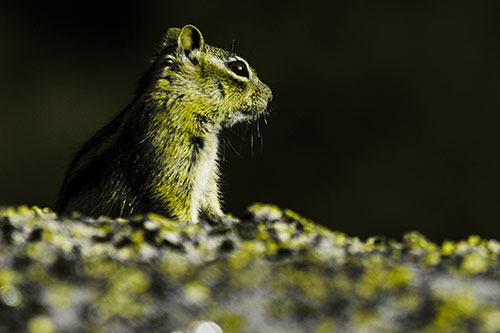 Squirrel Piques Distant Interest (Yellow Tone Photo)