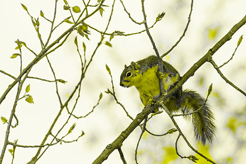Squirrel Sits Among Sprouting Tree Branches (Yellow Tone)