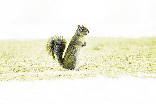 Squirrel Standing On Snowy Patch Of Grass (Yellow Tone Photo)