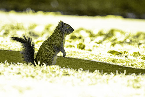 Squirrel Standing Upwards On Hind Legs (Yellow Tone Photo)
