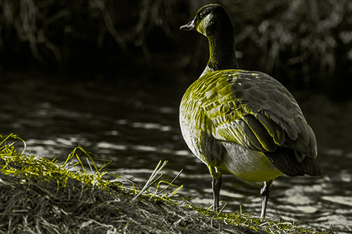 Standing Canadian Goose Looking Sideways Towards Sunlight (Yellow Tone Photo)