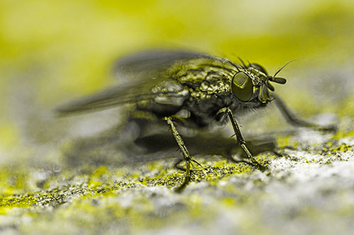 Standing Cluster Fly Getting Suntan Atop Rock (Yellow Tone)